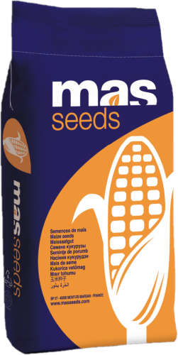 masseedss.png